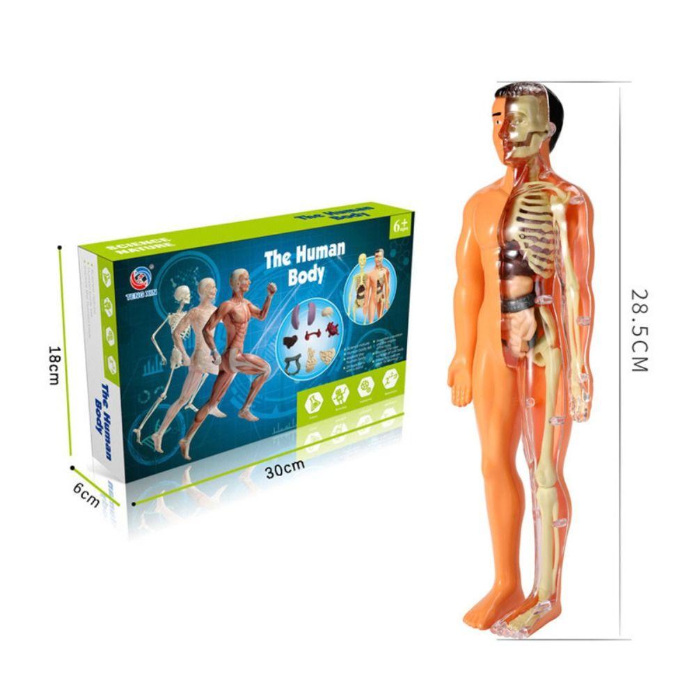 Пазл для тела, модель человеческого тела, анатомическая модель, 3D головоломка для тела, игрушки STEM, научный эксперимент