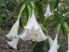 SAFLAX Angel's Trumpet White - 10 семян - Brugmansia suaveolens