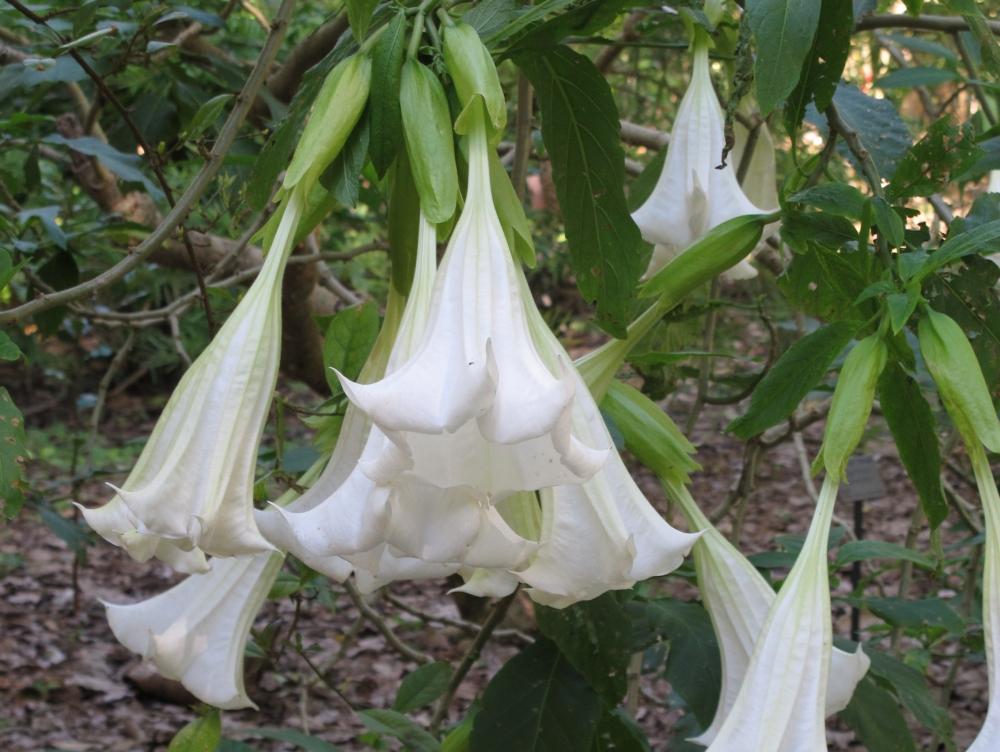 SAFLAX Angel's Trumpet White - 10 семян - Brugmansia suaveolens