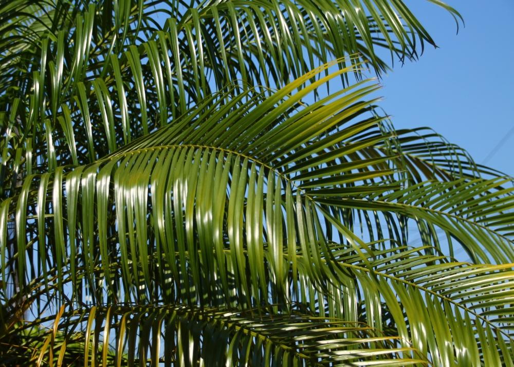 SAFLAX Финиковая пальма пигмейская - 25 семян - Phoenix roebelenii