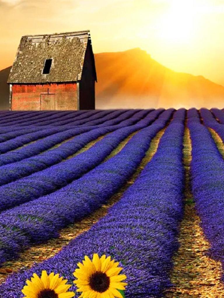 Круглая алмазная вышивка «сделай сам», пейзаж, цветок, море, 5D алмазная живопись, вышивка крестиком, лавандовая мозаика, украшение дома, подарок на Новый год