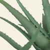 Nordic Style Aloe Succulent Bouquets: Indoor Fake Green Plants for Office Decor