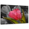 Canvas Print Red Tulip Flowers Nature