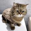 Dog Comfortable Fleece Pullover Pet Clothes Cute Wavy Double-sided Kitten Coats Sweater for Small Medium Dogs Cats Warm Winter Outfit Puppy