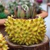 1 Durian Shaped Flowerpot, Windowsill Flowerpot, Fun Fruit Shaped Flowerpot, Home Decoration Flowerpot