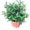 Fragrant Woodland Leaves Small Potted Bonsai for Office Desktop - Free Shipping