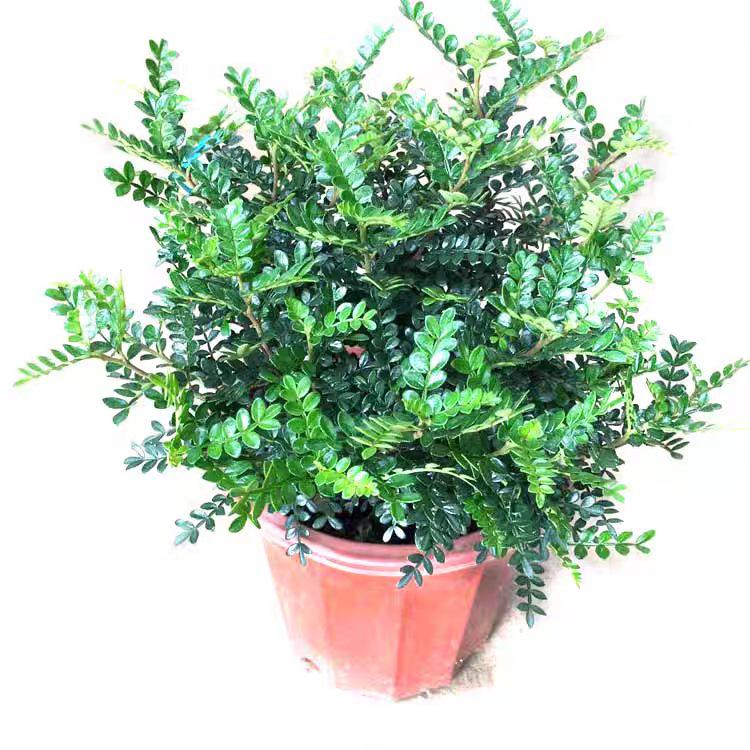 Fragrant Woodland Leaves Small Potted Bonsai for Office Desktop - Free Shipping