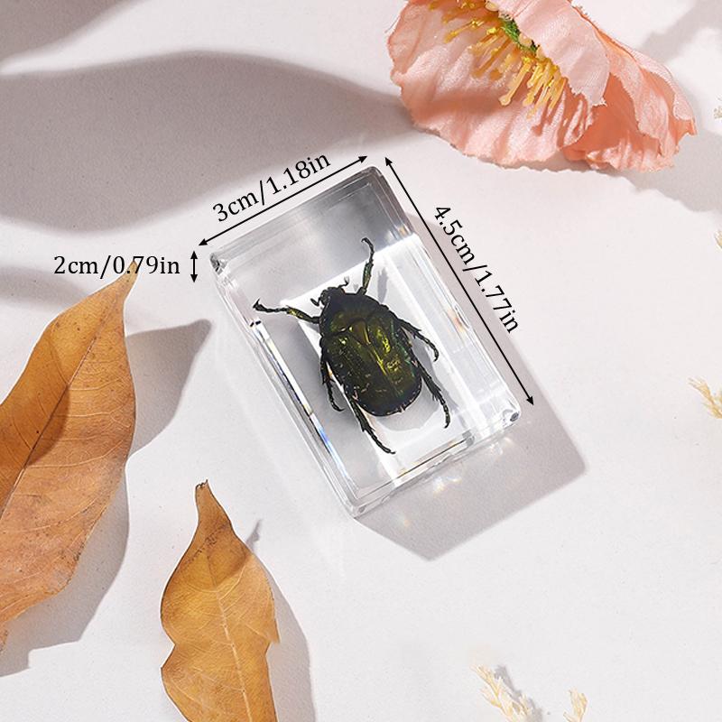 Natural Insect Specimens Resin Scarab Home Decoration Figurine Beetles Bugs Gifts For Environmentalists Home Office Ornaments