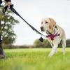 Pretty Arts Black Poop Bag Holders for Dog Leashes with Zipper Closure Waste Bag Dispenser & Leash Attachment Fits Any Dog Leash