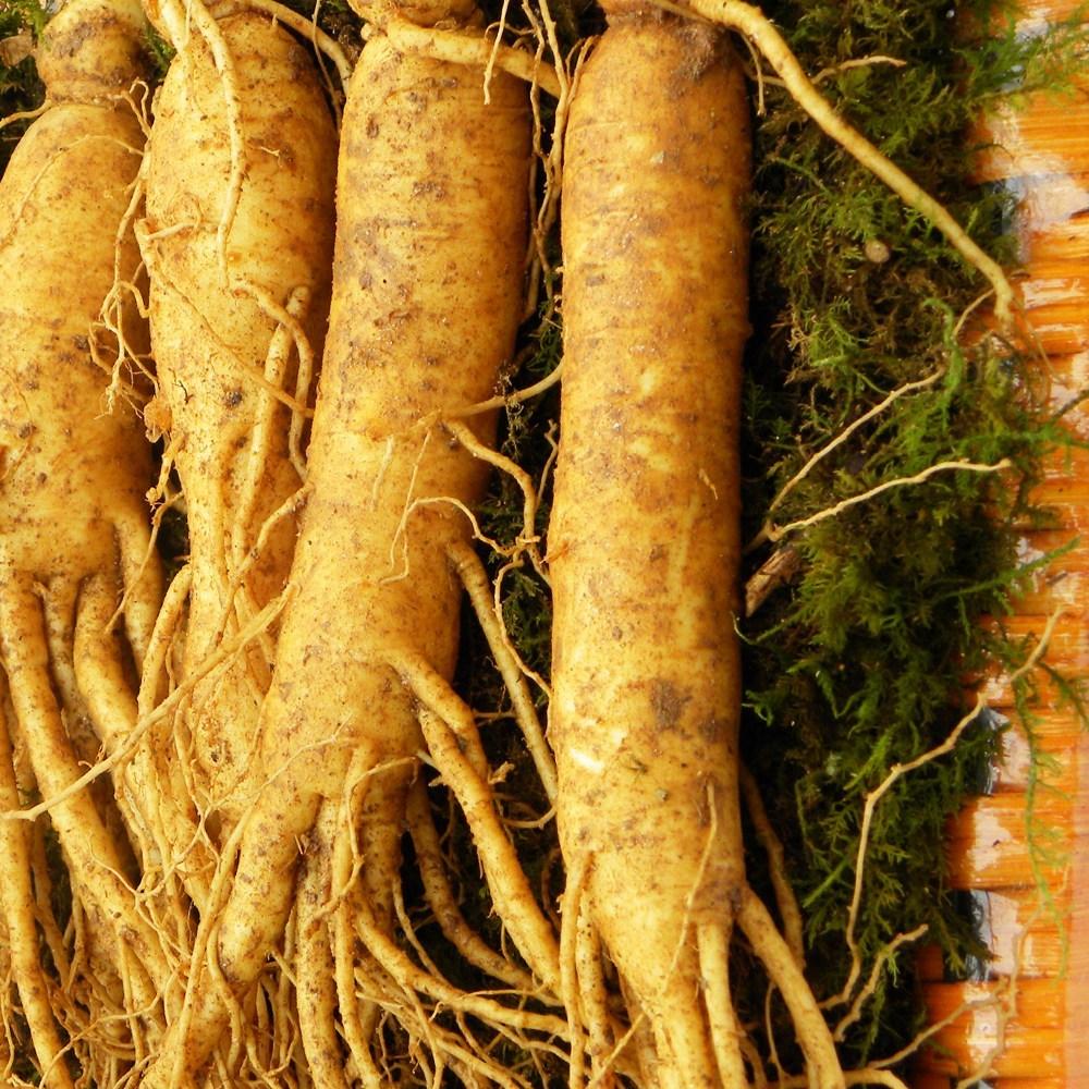 Fresh Ginseng Gift Set 5-Year-Old 750g (Approx. 8-10 Roots) 1 pcs 750g
