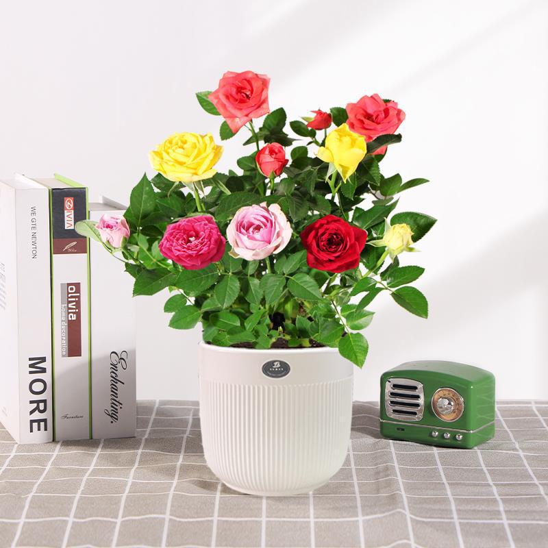 Indoor Potted Rose Tree Seedling - Year-Round Blooms, Easy-Care, Fresh Flowers for Desktop