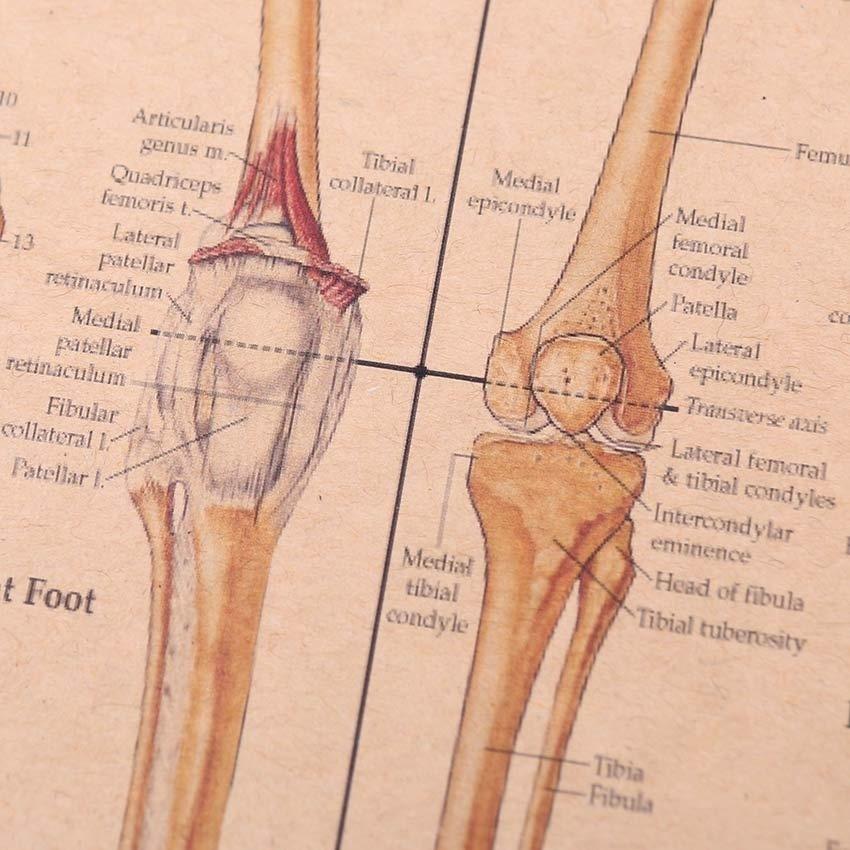 Плакат "Тело человека". Плотная крафт-бумага. Размер 30 * 42 см