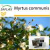 Подарочный набор - Мирт настоящий - 30 семян - С подарочной коробкой, карточкой, этикеткой и субстратом для цветов - Myrtus communis