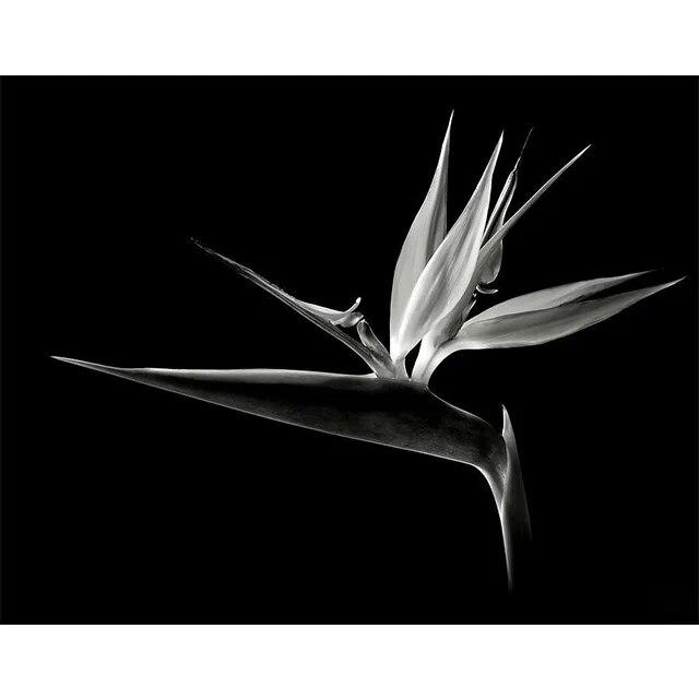 Черно-белые цветы подсолнуха, лилии, принты, постер, холст, живопись, современные настенные художественные картины для гостиной, спальни, домашний декор, без рамки