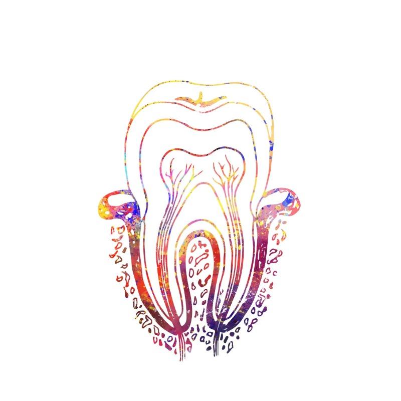 Акварельная картина на холсте «Зубной имплантат», Постер «Зубная фея», Стоматологическое искусство, Принт анатомии зуба, Настенные картины, Декор для больницы, клиники