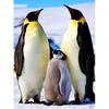 5D Diamond Painting Penguin  Cross Stitch Diamond Embroidery Animal Rhinestone