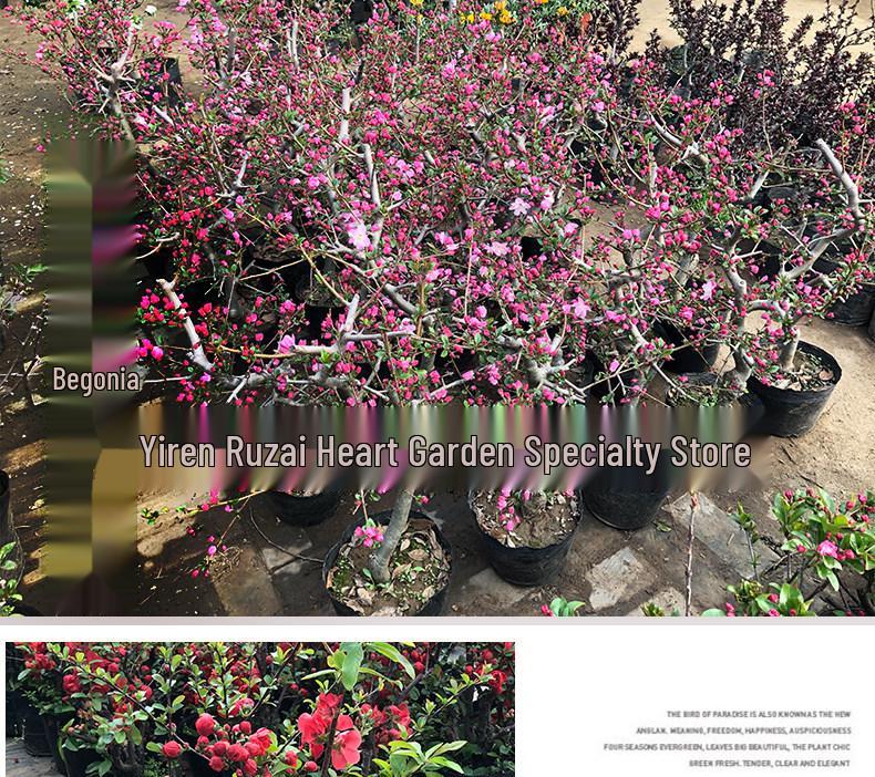 Chojukan Japanese Weeping Crabapple Bonsai Sapling for Courtyard Planting