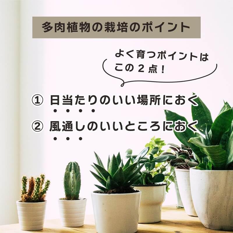 Теплица для суккулентных растений DAIM 35x28x29 см, белая