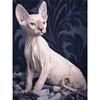 Diamond Sphynx Cat Embroidery DIY Painting Mosaic Animals Home Decor Full Round Drill Resin