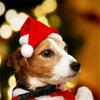 Cute Holiday Costume Headwear Santa Claus Animal Cap Cat Dog Christmas Pet  Hat
