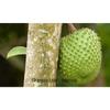 GRAVIOLA LEAF 100g Wild Harvest Soursop Custard Apple Annona Muricata