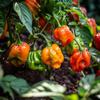 25 Habanero West Indian Pepper Seeds - Semi-Wild Permaculture
