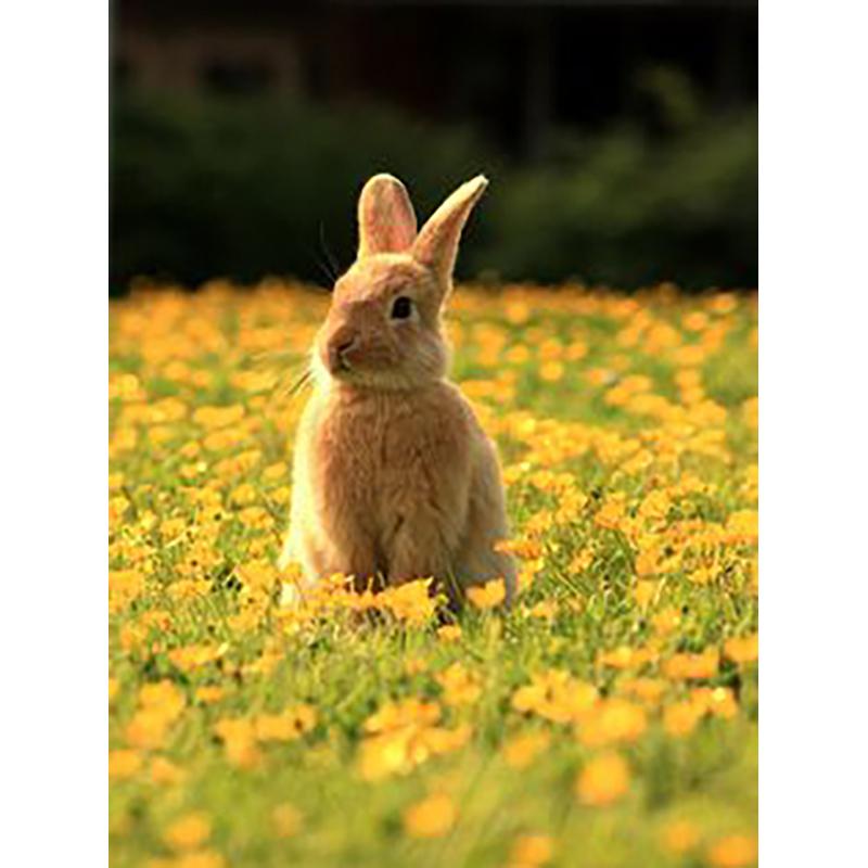 Rabbit DIY 5D Diamond Painting Full Round Drill Animal Diamond Embroidery Cross Stitch Mosaic Kits Wall Art Home Decor Gift