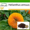 Dwarf Sunflower - 40 Seeds - With Potting Substrate for Better Cultivation - Helianthus Annuus