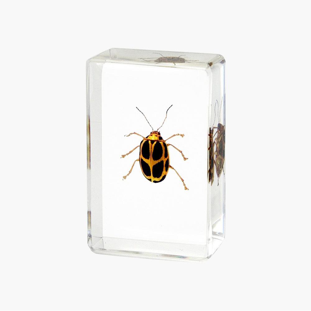 Insect In Resin Collection for Preschool, Classroom Science, and Home Displays