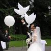 Newcomdigi White Dove Birds Wedding Balloons Party Memorial Ceremony Birthday Decoration