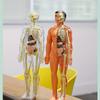 1Pc Human Anatomy Model Set - Removable Skeleton and Full Torso -Skeleton Model Kit with Removable Organs