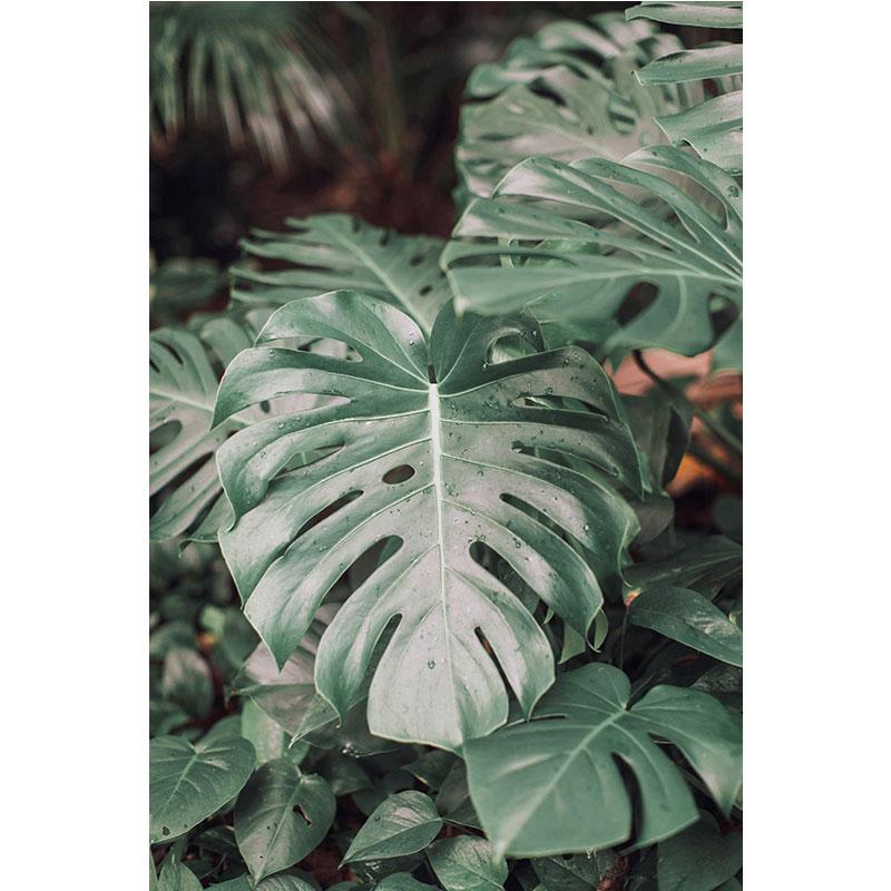 Современная картина на холсте с природой, зеленые листья, картины с растениями, постеры с деревьями, принты для декора гостиной, настенное искусство куадрос