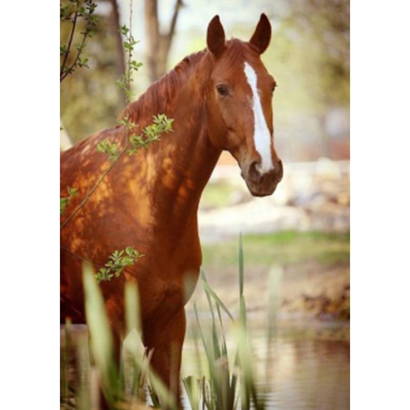 Новый 5D DIY пейзаж алмазная живопись Лошадь Алмазная вышивка животное вышивка крестиком полная круглая дрель домашний декор ручной подарок