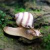 Decor Micro Landscape Decor for Fairy Garden Mini Animal Figures Snail Statue Snail Figurine Toy