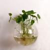 Semicircular Wall-Mounted Glass Vase for Hydroponic Plants or Fish