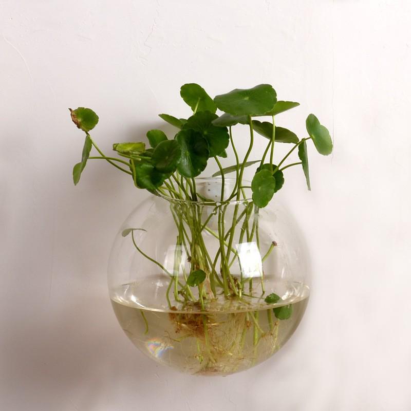 Semicircular Wall-Mounted Glass Vase for Hydroponic Plants or Fish