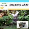 Подарочный набор - Giant Bat Flower White - 10 семян - С подарочной коробкой, карточкой, этикеткой и субстратом для горшков - Tacca nevia white