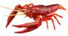 Free Research Series Creatures American Crayfish Plastic Model No.24 (Red)