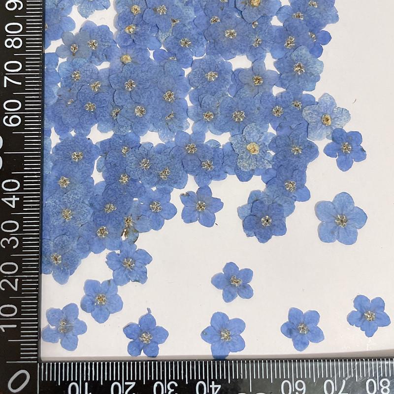 Mini Pressed Forget-Me-Not Flower Pack - Real Dried Flowers for Nail Art & Resin DIY