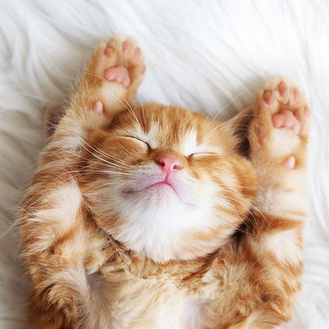 5D Алмазная картина Кошка Изгородь Листья Фрукты Животное Мозаика Круглая Полная Алмазная Вышивка Крестом