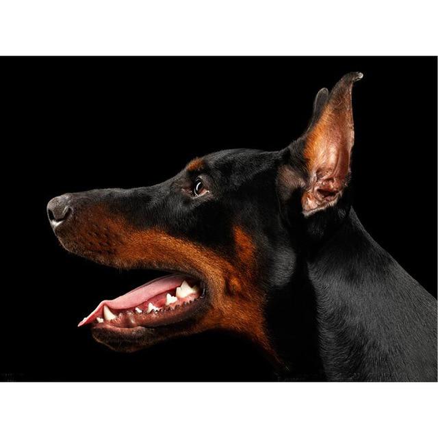 DIY 5D Алмазная картина Собака Мозаика Полный круглый дрель Вышивка крестом Алмазная вышивка