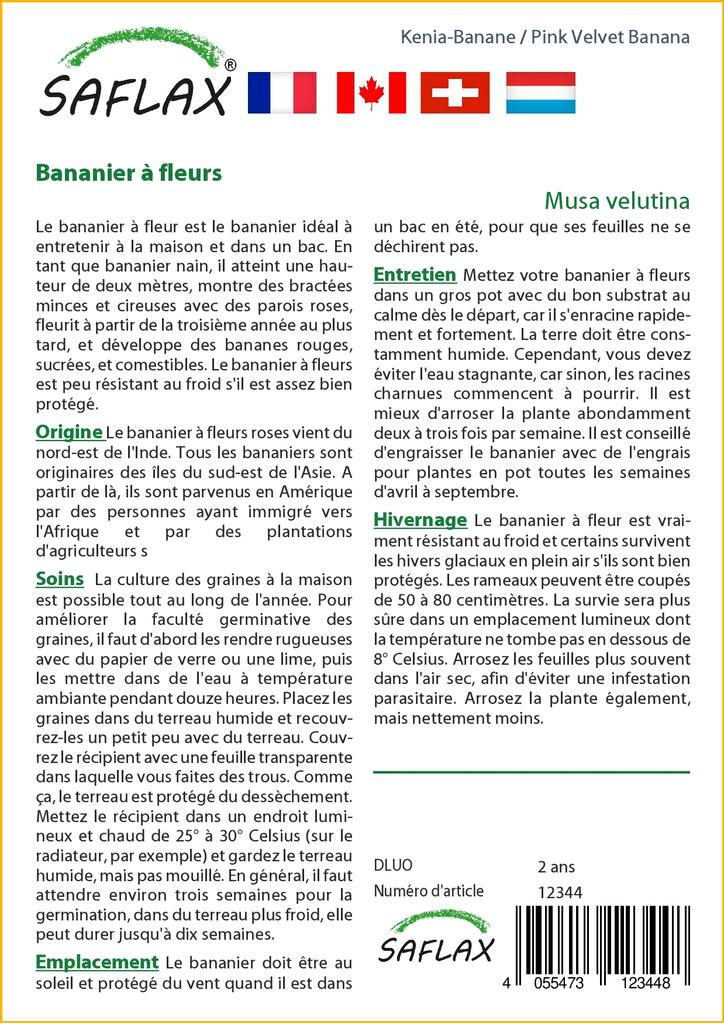 SAFLAX Подарочный набор - Банан Pink Velvet - 8 семян - С подарочной коробкой, карточкой, этикеткой и субстратом для горшков - Musa velutina