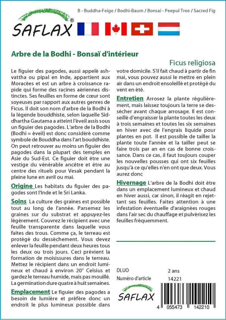 SAFLAX Garden in the Bag - Бонсай - Дерево Пипул / Священный инжир - 100 семян - С субстратом в подходящем пакете - Ficus religiosa