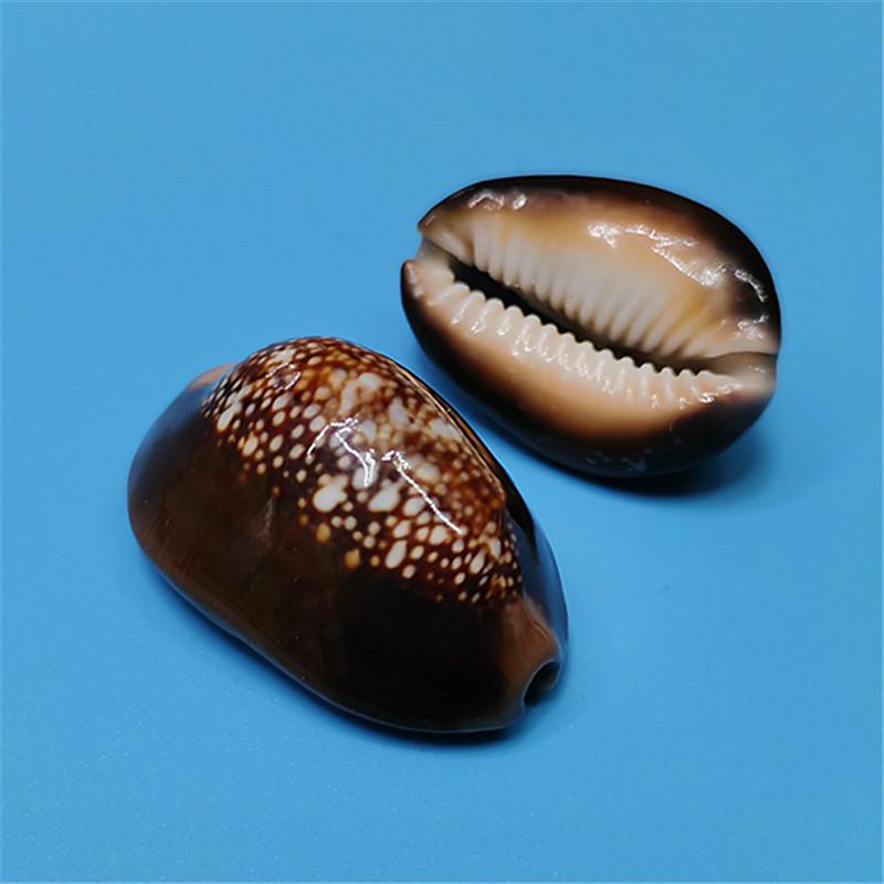 Редкий натуральный экземпляр раковины каури для аквариума или средиземноморского домашнего декора