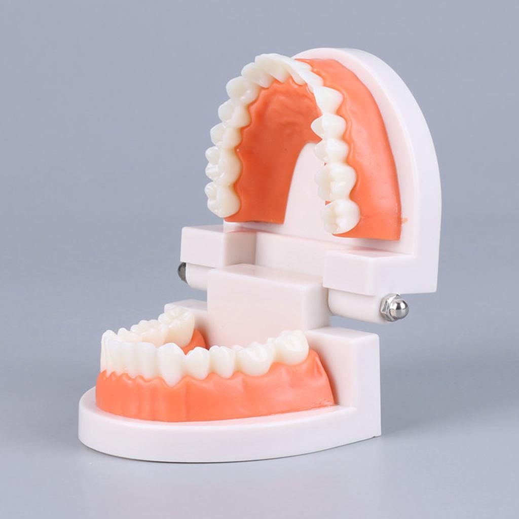 Tooth Brushing Model Dental Standard Teeth Model Typodont Demonstration Compatible with Teaching Studying Small Size