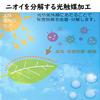 Миниатюрные комнатные растения - Искусственные растения (Эвкалипт, тилландсии и веерная зелень) - Набор из 3 предметов
