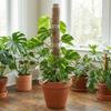 6PCS Interlocking Vine Climbing Column Sturdy Vine Fixed Support Frame Moss Stick  Garden