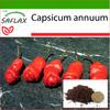 Chili - Peter Peppers Penis Chili - 10 Seeds - With Potting Substrate for Better Cultivation - Capsicum Annuum