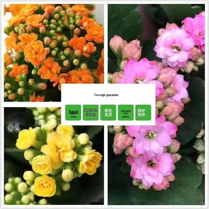 [Kalanchoe Double Petal] Four-Season Blooms Potted Plant for Indoor Balcony with Buds