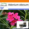 Garden in the Bag - Роза пустыни - 8 семян - С субстратом в подходящем пакете - Adenium obesum